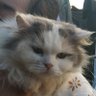 tiramisusu profil fotoğrafı