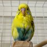 Фото профиля オカメ（コタちゃんの母）