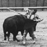 Profilbild von El planeta de los toros