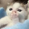 Joestar's profile picture