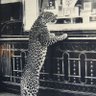 Jaguaren 的头像
