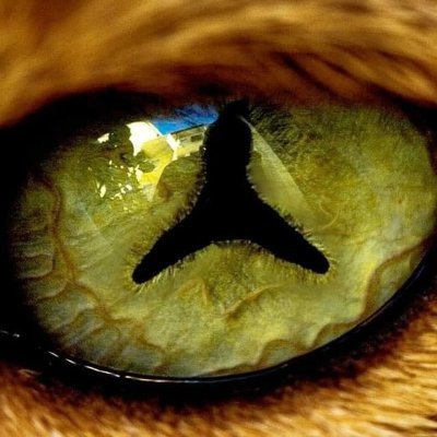 Lance_Foxx's profile picture