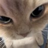 虎力大仙 profil fotoğrafı