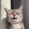 愚痴猫's profile picture