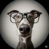 ringo's profile picture