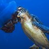 JellyFishKiller 的头像
