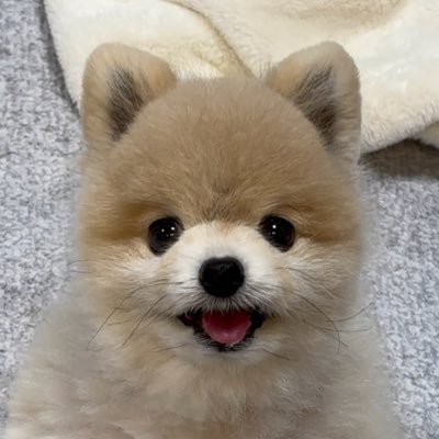 ポメラニアン☆ぬーちゃん's profile picture