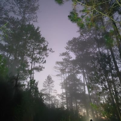 shamay's profile picture