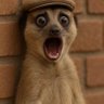 nzube chukwu's profile picture