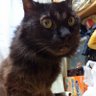 黒猫よっしー profil fotoğrafı