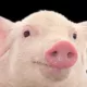 Pig 55 的头像