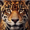 Ladyonca🐆's profile picture