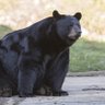 Profilbild von BigMainKuma