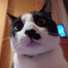 Blackie profil fotoğrafı