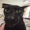 GatoPretoo🇨🇦 的头像