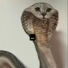 toasterstroodle's profile picture