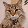 Profilbild von Lordcat
