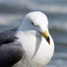 Profilbild von black-tailed gull reboot