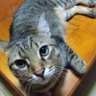 キジ虎's profile picture