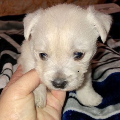🐶's profile picture