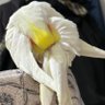 平's profile picture