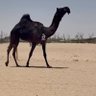 Фото профиля عبدالله