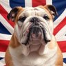 🇬🇧Far Right UK🇬🇧 profil fotoğrafı