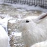 rabbitcandle 的头像