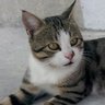Nazenin profil fotoğrafı
