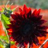 TWindheim profil fotoğrafı