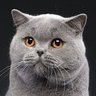 Profilbild von 猫