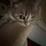 Profilbild von abdul