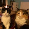 Habiş & Bubu's profile picture