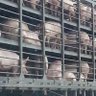 Фото профиля pigsontheground