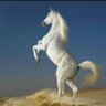 الريفي حساب احتياطي 的头像