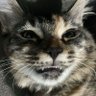 Tenayuco profil fotoğrafı