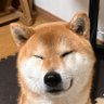 田中 的头像