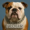 Perkules's profile picture