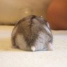 ハム profil fotoğrafı