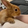 LaobanXie's profile picture
