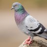 鳩 profil fotoğrafı
