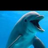 Profilbild von 🐋عابر سبيل🐋