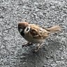 サブハ 的头像