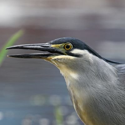 RINZOU's profile picture
