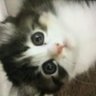 Profilbild von せっちゃん