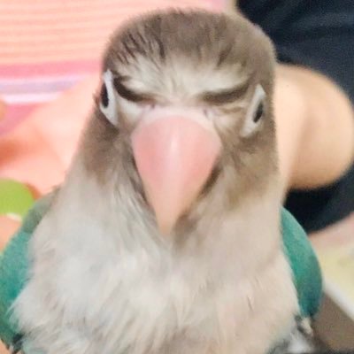 もちのすけ's profile picture