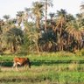 The Citizen | المواطن's profile picture