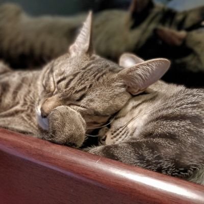 Chaaem ฌอ ชะเอม's profile picture