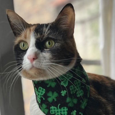 AuntieChantieKhan 🇮🇪🇫🇷🗽🕊️☮️🧀🦡🐾😻🇺🇦💙💛's profile picture