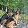 Chaga Gangster profil fotoğrafı